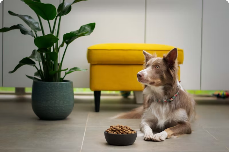 The Link Between Grain-Free Pet Foods and Canine Heart Disease