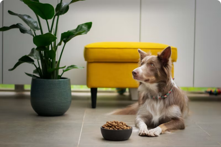 The Link Between Grain Free Pet Foods and Canine Heart Disease